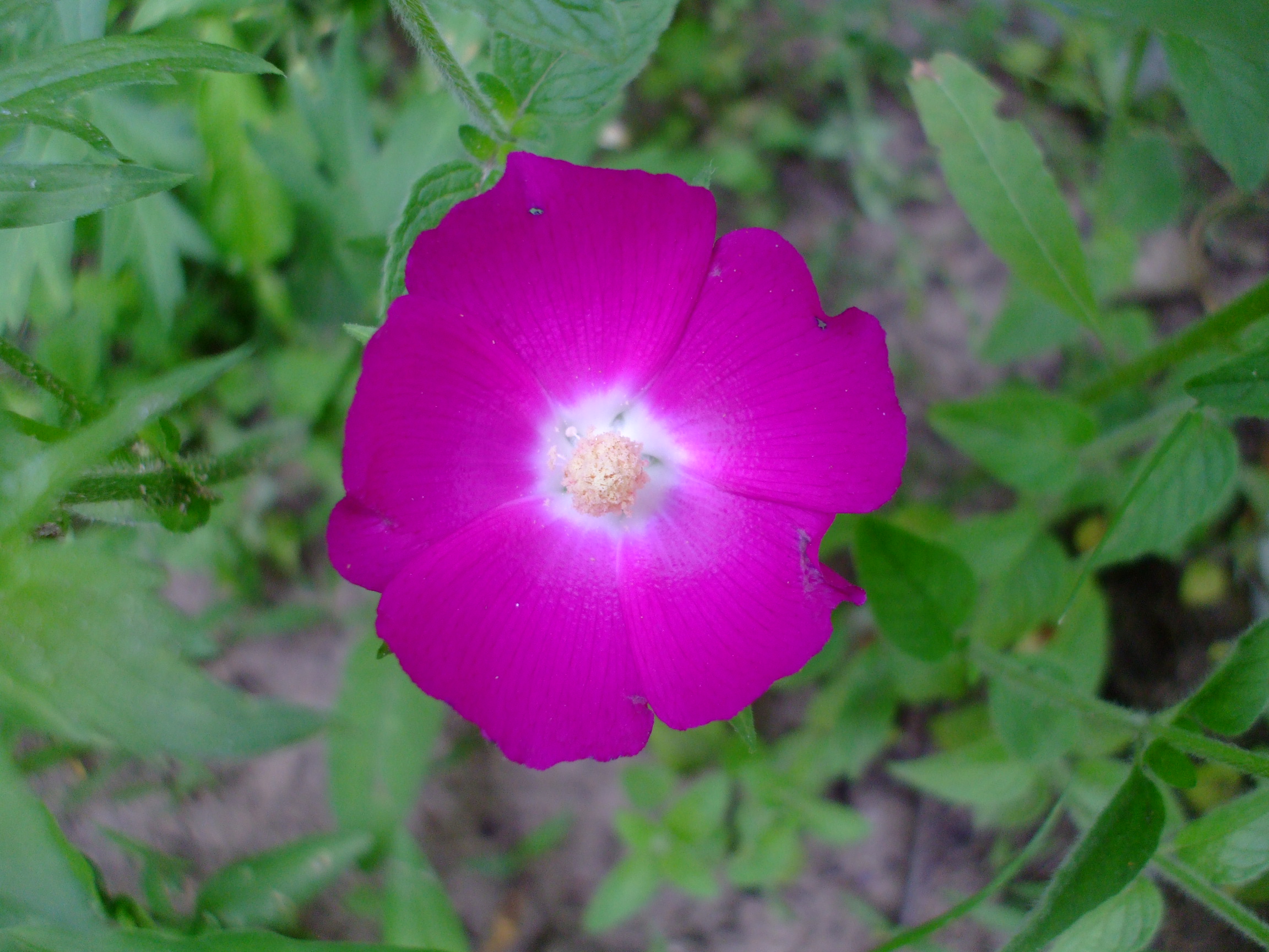 Callirhoe bushii